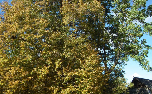 7. Varniškių liepa foto A.Panavo_r1.jpg